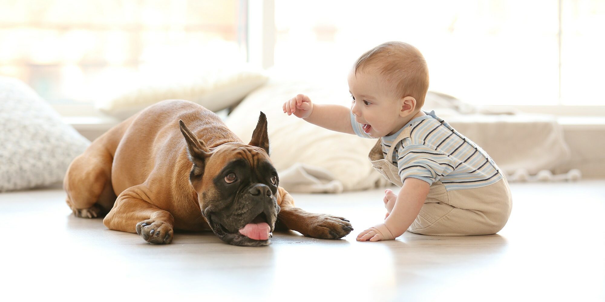 Little baby boy with boxer dog on the floor at home Is laminate durable enough for homes with pets